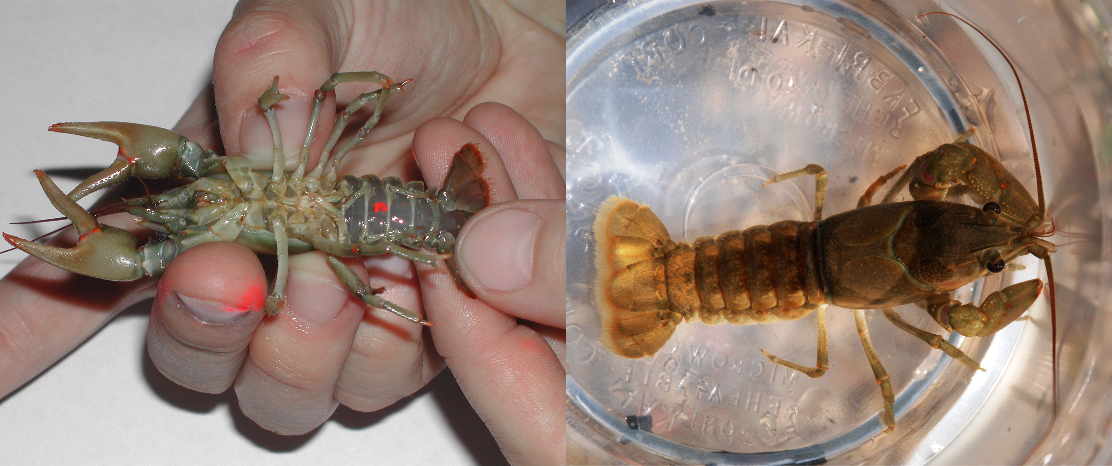 小龙虾是海鲜吗(餐桌物种全面正确认识小龙虾)