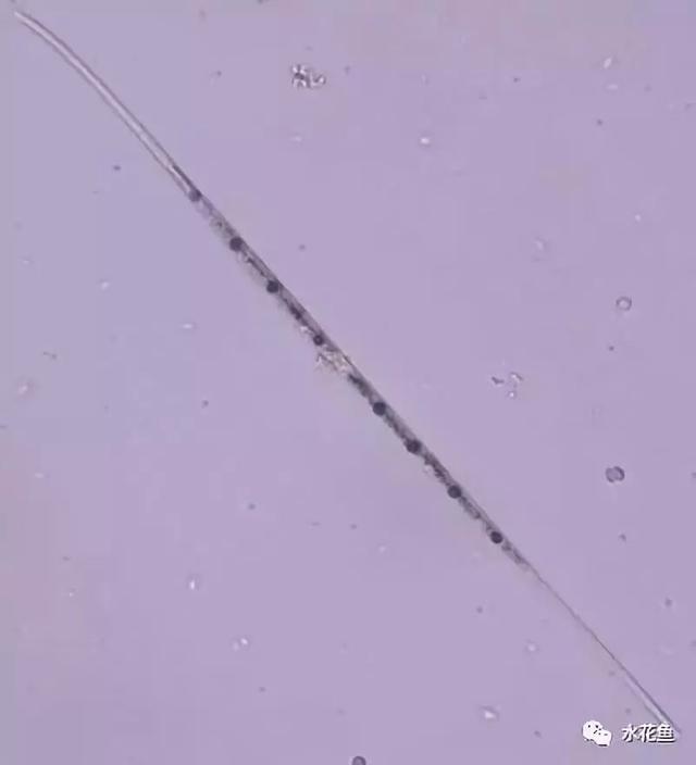 浮游植物有哪些(高清图谱中)(73)