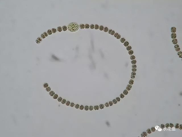 浮游植物有哪些(高清图谱中)(52)