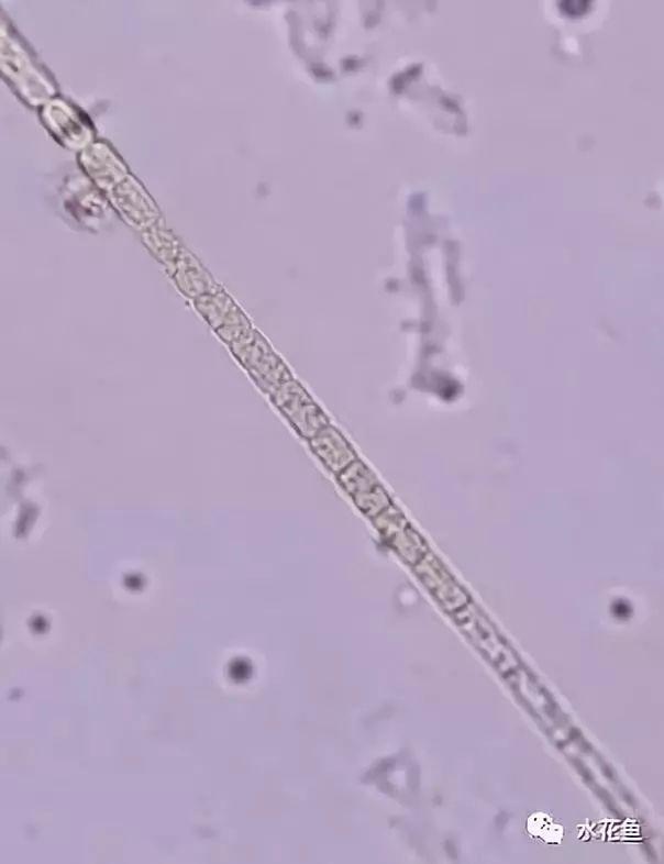 浮游植物有哪些(高清图谱中)(44)