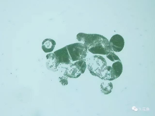 浮游植物有哪些(高清图谱中)(58)