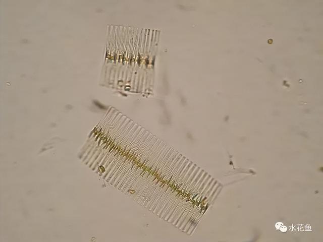 浮游植物有哪些(高清图谱中)(21)