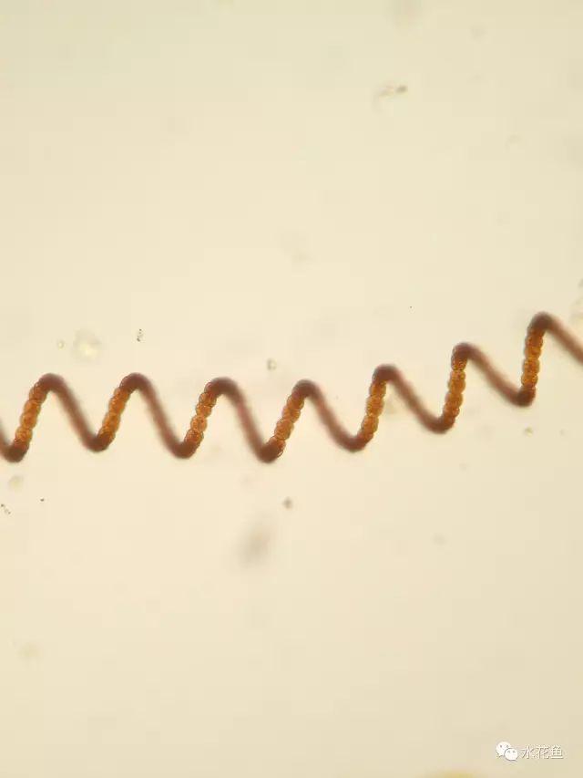 浮游植物有哪些(高清图谱中)(53)