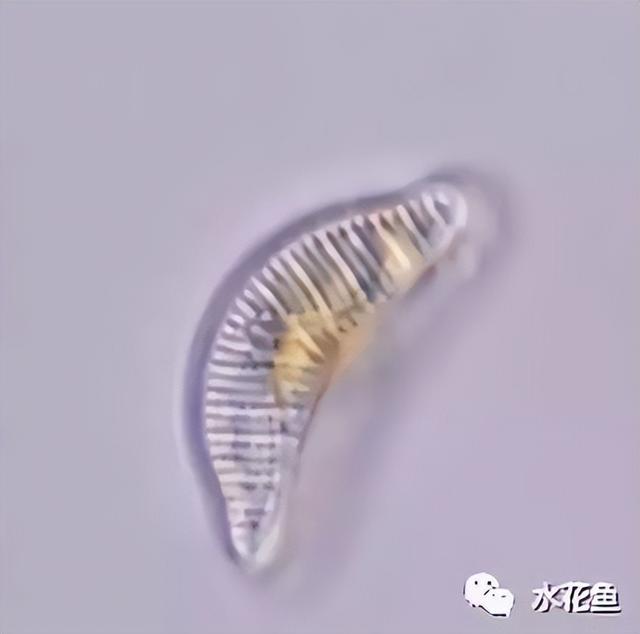 浮游植物有哪些(高清图谱中)(23)