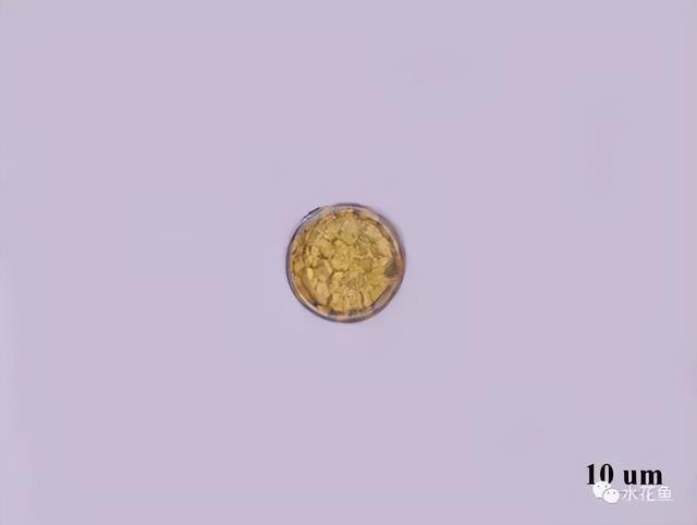 浮游植物有哪些(高清图谱中)(8)