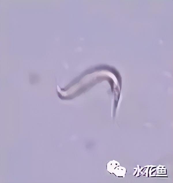 浮游植物有哪些(高清图谱中)(63)