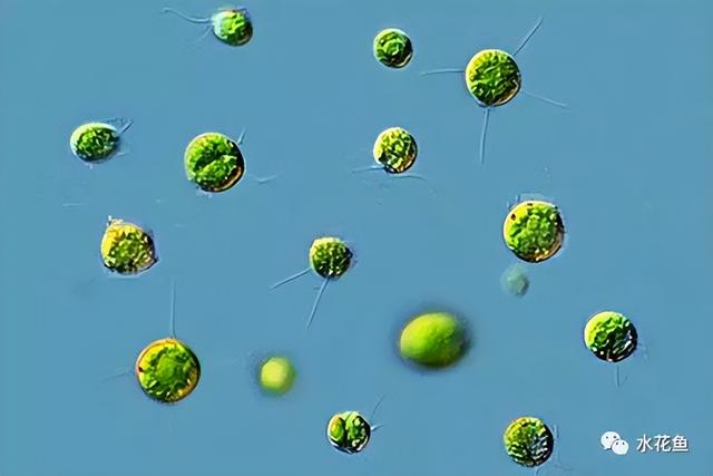 浮游植物有哪些(高清图谱中)(68)