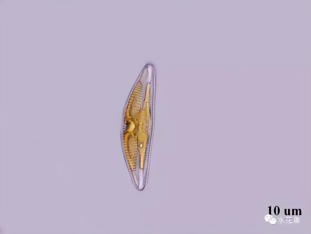 浮游植物有哪些(高清图谱中)(27)