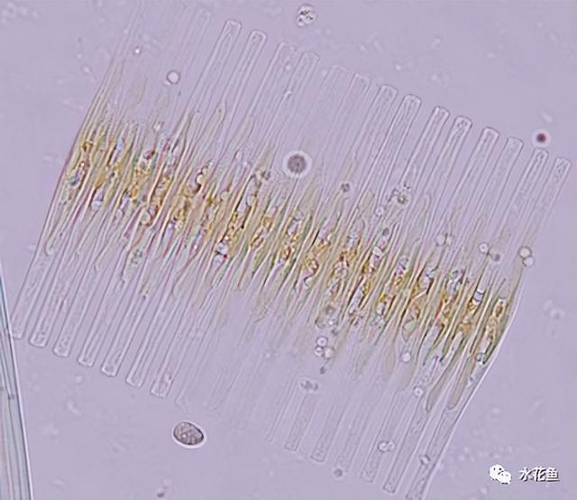 浮游植物有哪些(高清图谱中)(22)