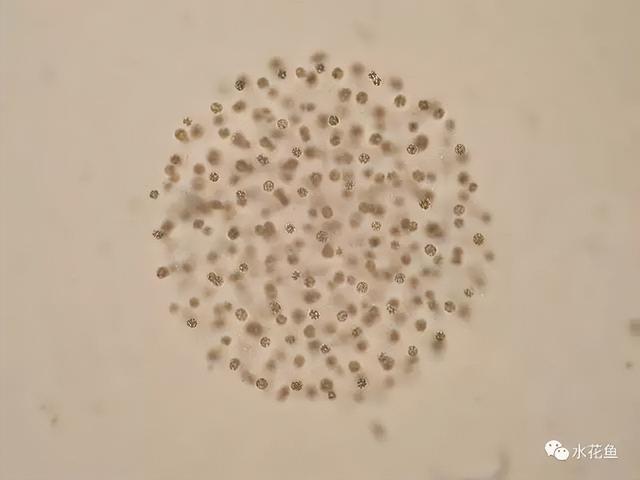 浮游植物有哪些(高清图谱中)(61)