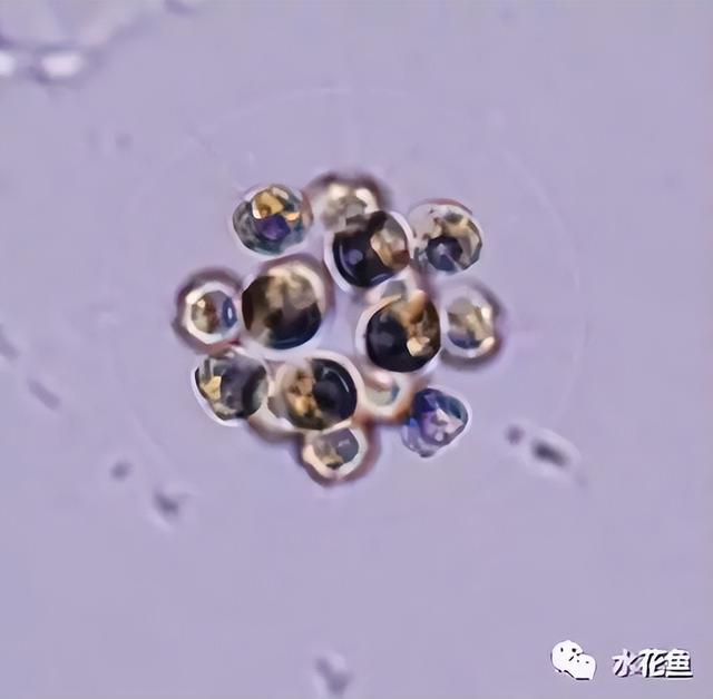 浮游植物有哪些(高清图谱中)(38)