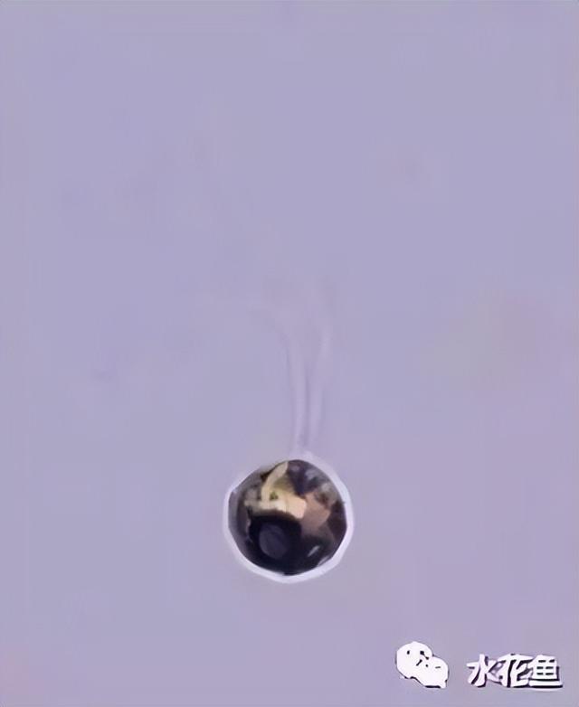 浮游植物有哪些(高清图谱中)(77)