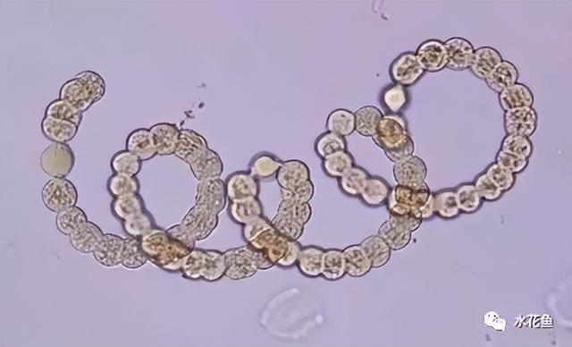 浮游植物有哪些(高清图谱中)(55)