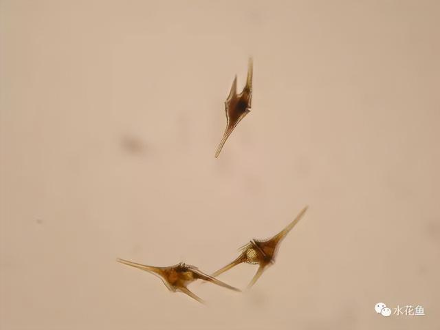 浮游植物有哪些(高清图谱中)(11)