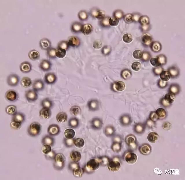 浮游植物有哪些(高清图谱中)(72)