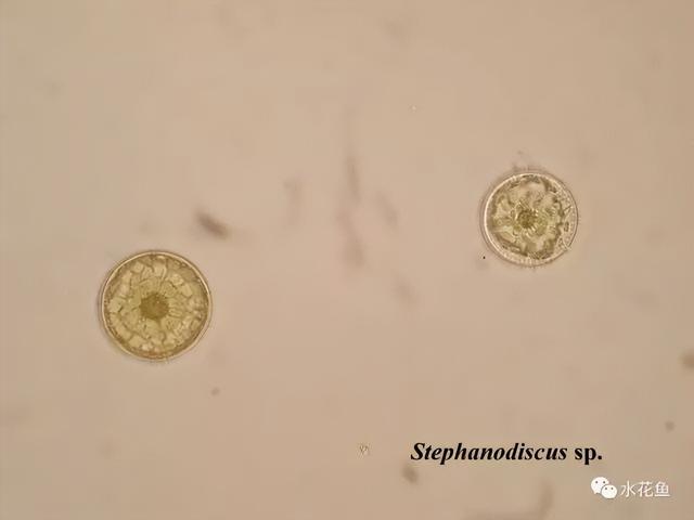 浮游植物有哪些(高清图谱中)(7)