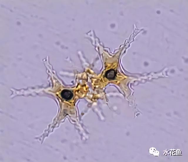 浮游植物有哪些(高清图谱中)(34)