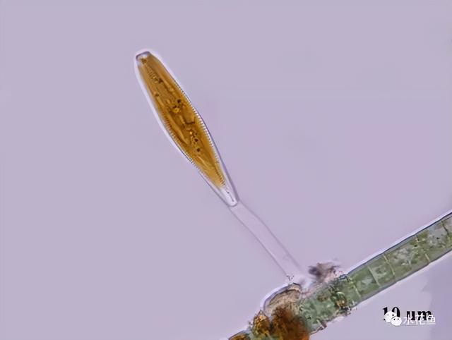 浮游植物有哪些(高清图谱中)(3)