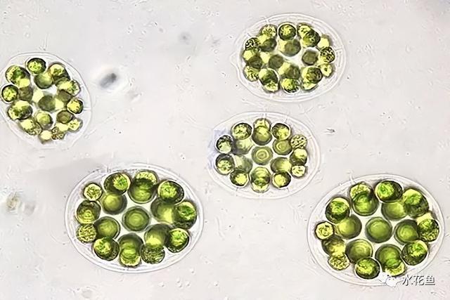 浮游植物有哪些(高清图谱中)(64)