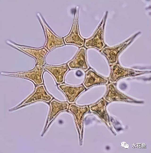浮游植物有哪些(高清图谱中)(45)