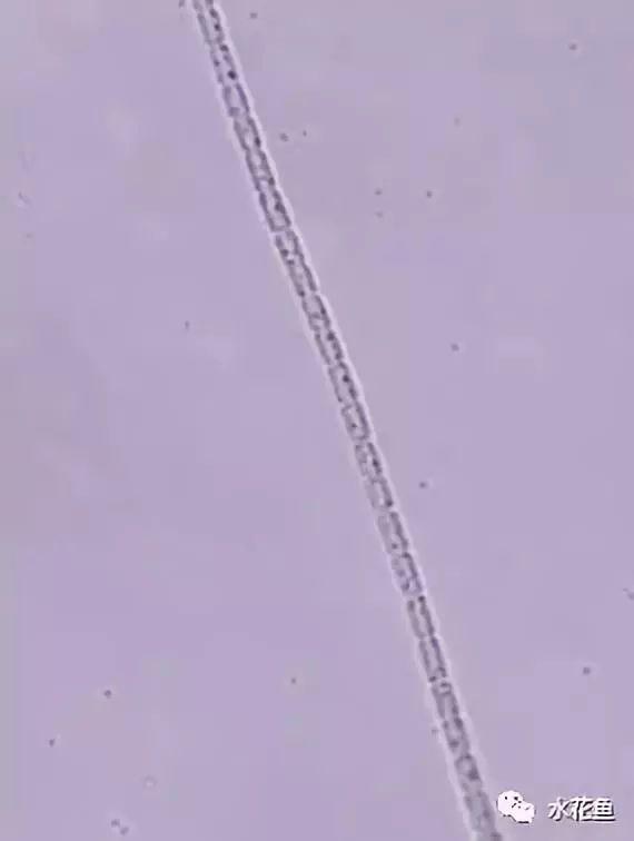 浮游植物有哪些(高清图谱中)(49)