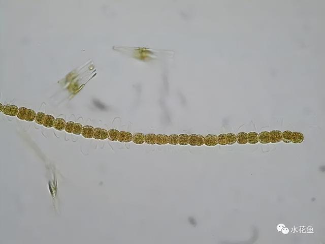 浮游植物有哪些(高清图谱中)(51)