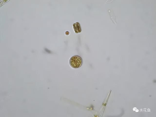 浮游植物有哪些(高清图谱中)(26)