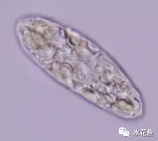 浮游植物有哪些(高清图谱中)(15)