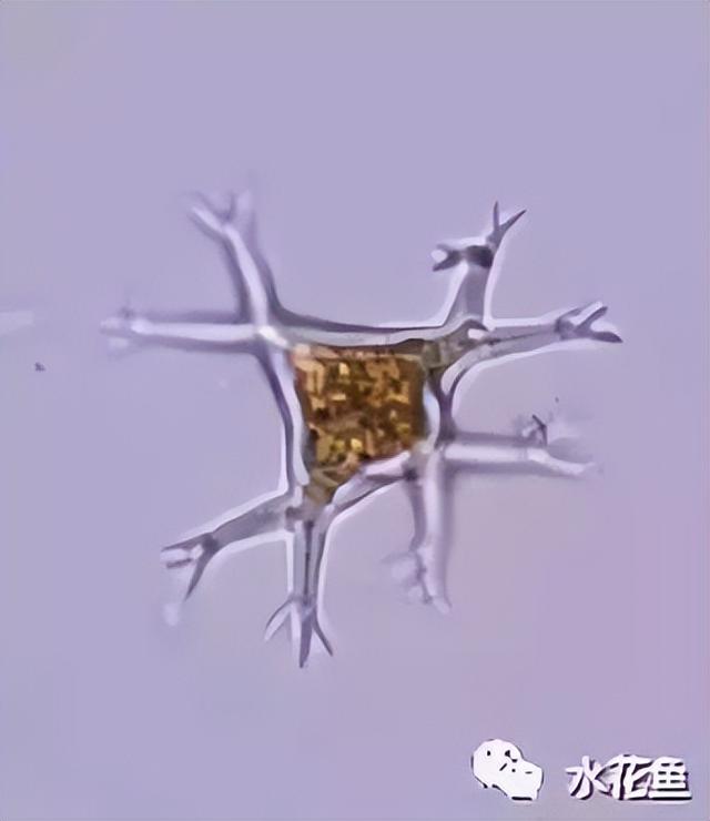浮游植物有哪些(高清图谱中)(35)