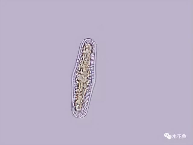 浮游植物有哪些(高清图谱中)(2)