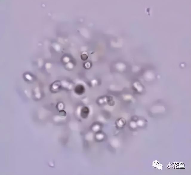 浮游植物有哪些(高清图谱中)(48)