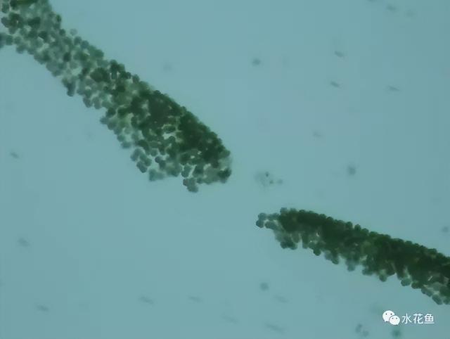 浮游植物有哪些(高清图谱中)(57)