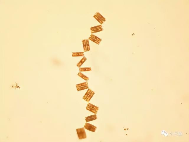 浮游植物有哪些(高清图谱中)(9)