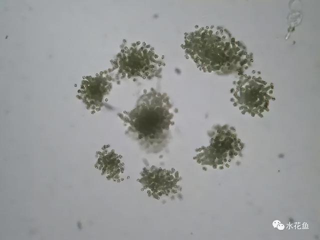 浮游植物有哪些(高清图谱中)(60)