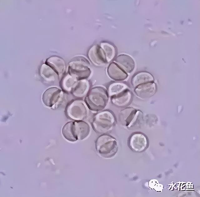 浮游植物有哪些(高清图谱中)(47)