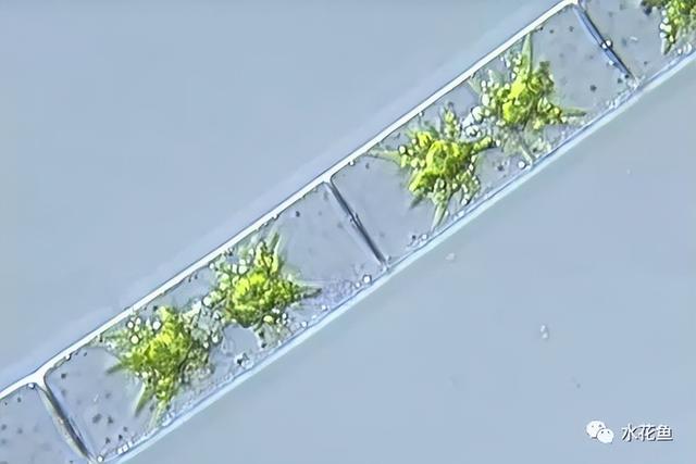 浮游植物有哪些(高清图谱中)(65)