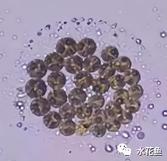 浮游植物有哪些(高清图谱中)(71)