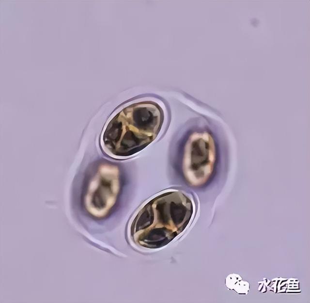 浮游植物有哪些(高清图谱中)(76)