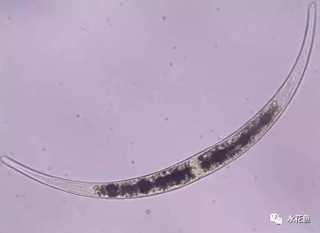 浮游植物有哪些(高清图谱中)(74)