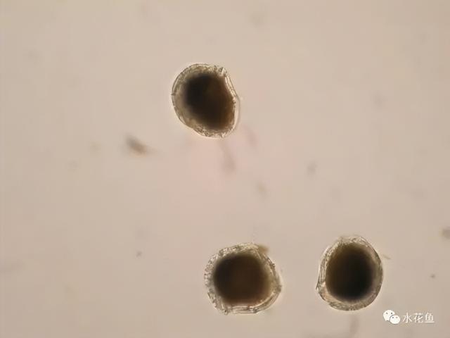 浮游植物有哪些(高清图谱中)(13)