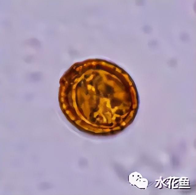 浮游植物有哪些(高清图谱中)(16)