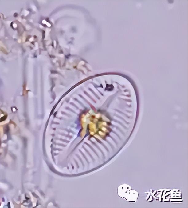 浮游植物有哪些(高清图谱中)(20)