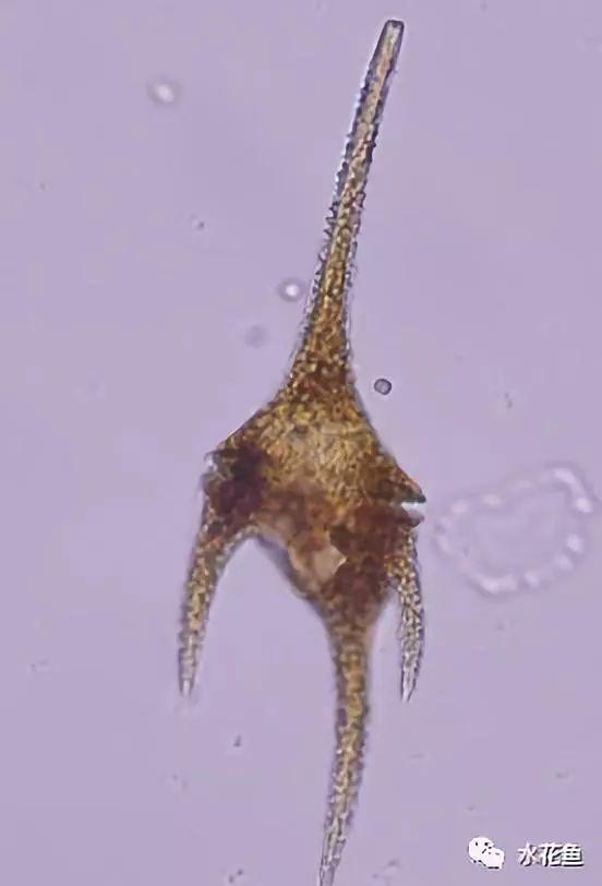 浮游植物有哪些(高清图谱中)(10)