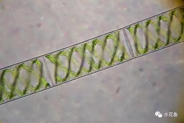 浮游植物有哪些(高清图谱中)(66)