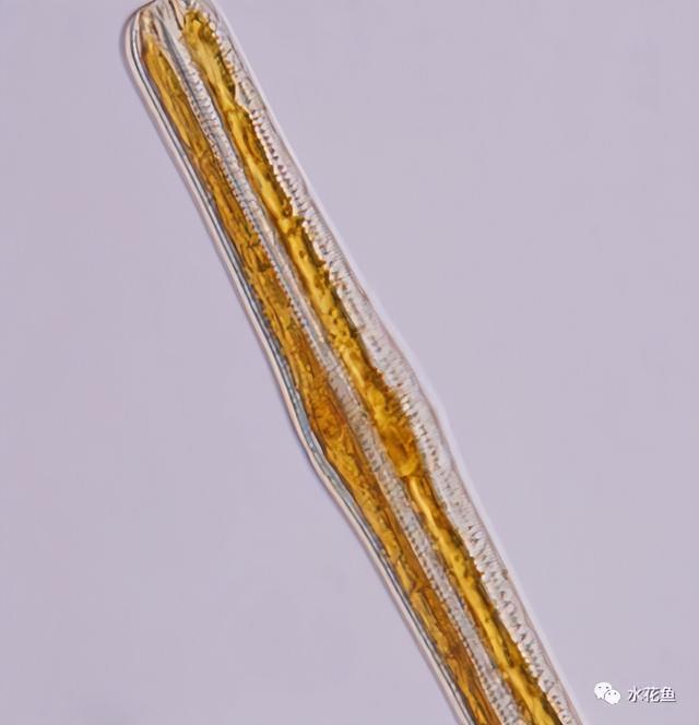 浮游植物有哪些(高清图谱中)(24)