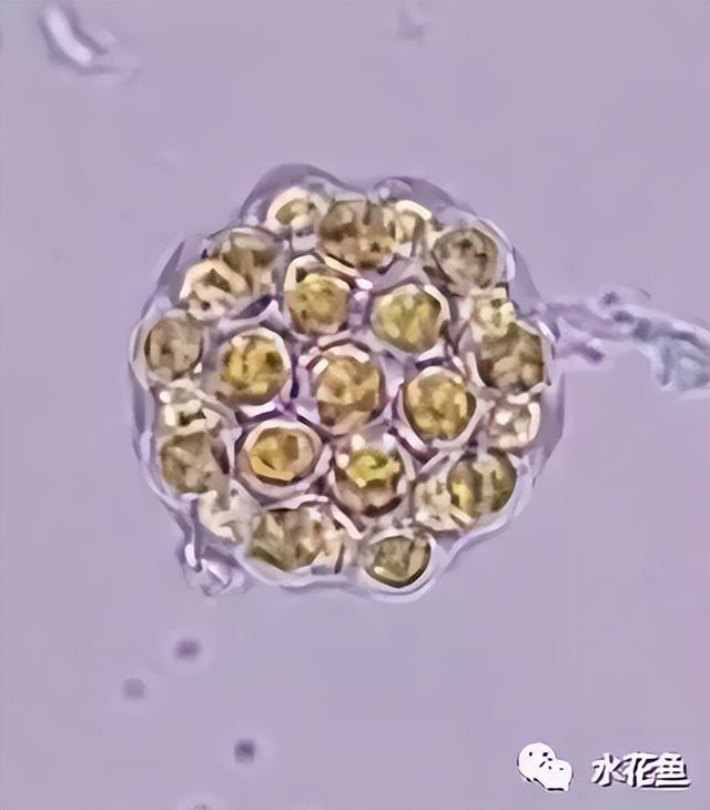 浮游植物有哪些(高清图谱中)(69)