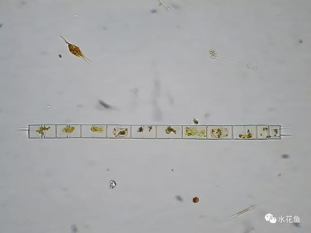浮游植物有哪些(高清图谱中)(31)