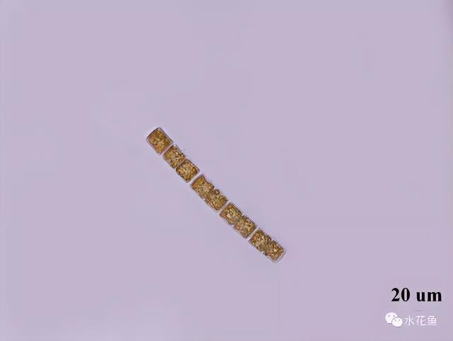 浮游植物有哪些(高清图谱中)(30)