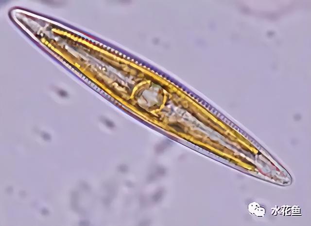 浮游植物有哪些(高清图谱中)(33)