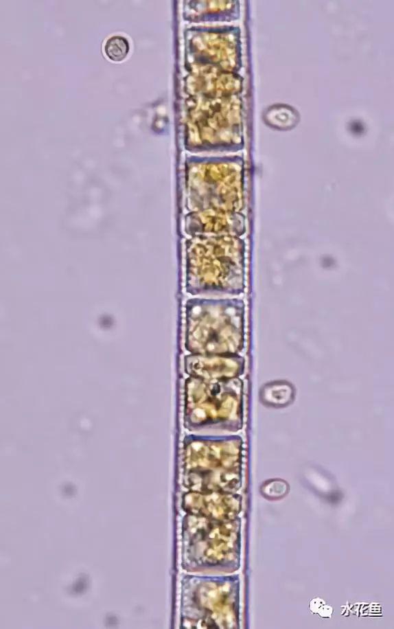 浮游植物有哪些(高清图谱中)(32)